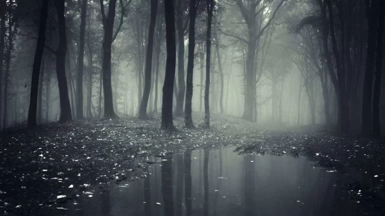 O Que É A Teoria Da Floresta Negra?